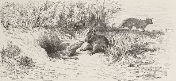 Le Chat, la Belette et le petit Lapin - Jean de la Fontaine - Illustration de Gustave Doré